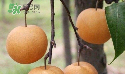 梨子什么時(shí)候吃最好？梨子什么時(shí)候成熟