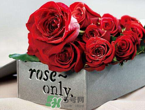 roseonly怎么樣？roseonly好看嗎？