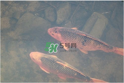 八月份釣魚用什么料好？八月份釣什么魚？