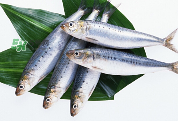 沙丁魚(yú)和秋刀魚(yú)有什么不一樣？秋刀魚(yú)和沙丁魚(yú)的區(qū)別