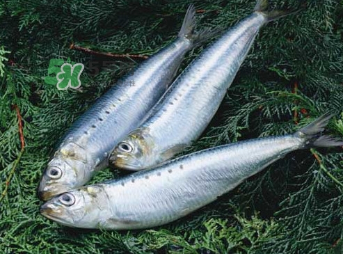 沙丁魚(yú)和秋刀魚(yú)有什么不一樣？秋刀魚(yú)和沙丁魚(yú)的區(qū)別