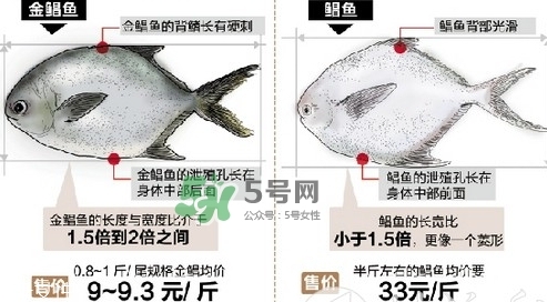 金鯧魚是海魚嗎？金鯧魚的刺多嗎？