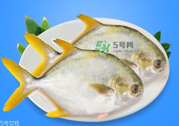 金鯧魚是海魚嗎？金鯧魚的刺多嗎？