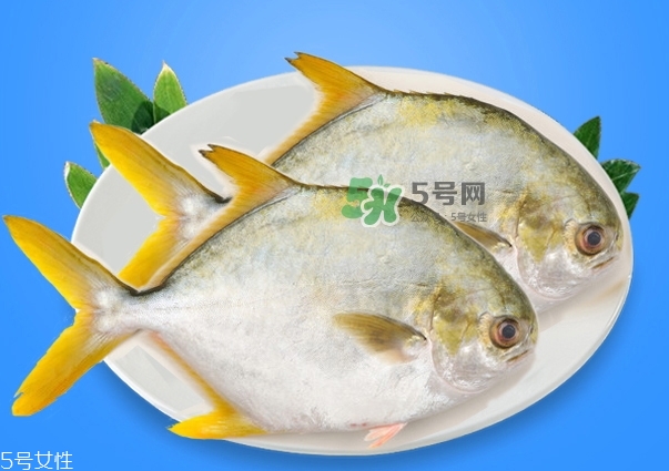 金鯧魚的營養(yǎng)價(jià)值 金鯧魚的功效作用