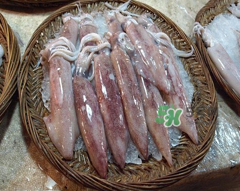 新鮮魷魚怎么處理？魷魚怎么清洗？