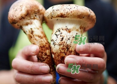 新鮮松茸用水焯嗎？新鮮松茸洗時(shí)用水浸泡嗎