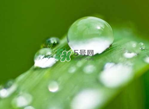 白露可以種什么菜？白露過(guò)后能種植什么蔬菜？