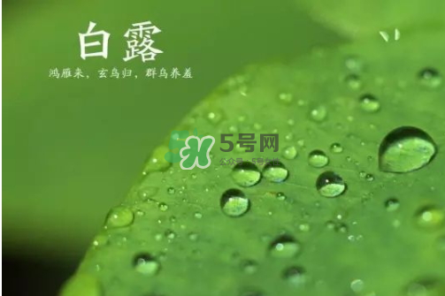 白露可以種什么菜？白露過(guò)后能種植什么蔬菜？