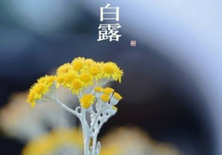 白露可以種什么菜？白露過后能種植什么蔬菜？