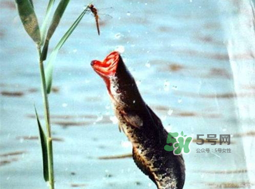 九月份可以釣黑魚(yú)嗎？9月份可以釣黑魚(yú)嗎？