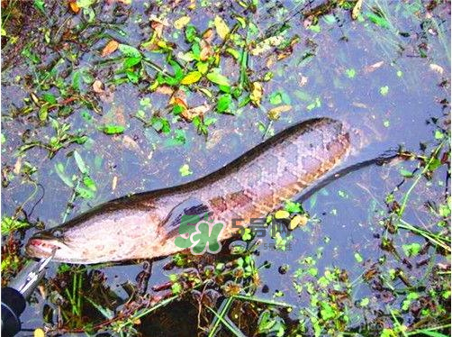 九月份可以釣黑魚(yú)嗎？9月份可以釣黑魚(yú)嗎？