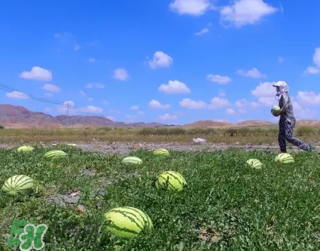 石頭瓜的營(yíng)養(yǎng)價(jià)值 石頭瓜的功效作用