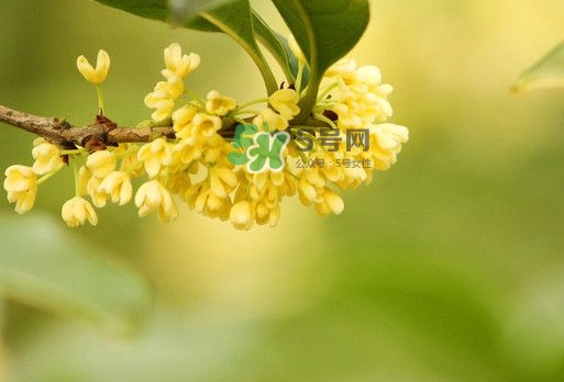 家里為什么不能種桂花？桂花為什么不能栽在家里