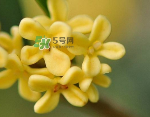 家里為什么不能種桂花？桂花為什么不能栽在家里