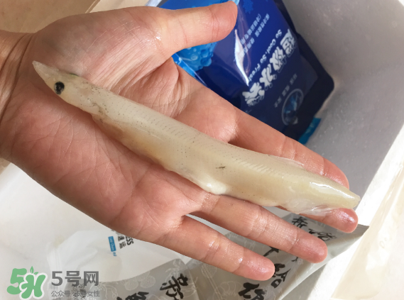 大銀魚多少錢一斤？大銀魚怎么洗？