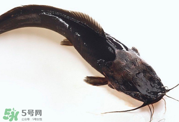 黑魚(yú)厲害還是鯰魚(yú)厲害？黑魚(yú)是世界上最臟的魚(yú)