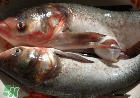 花鰱魚是海鮮嗎？花鰱魚是淡水魚嗎