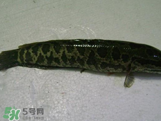 黑魚(yú)厲害還是鯰魚(yú)厲害？黑魚(yú)是世界上最臟的魚(yú)