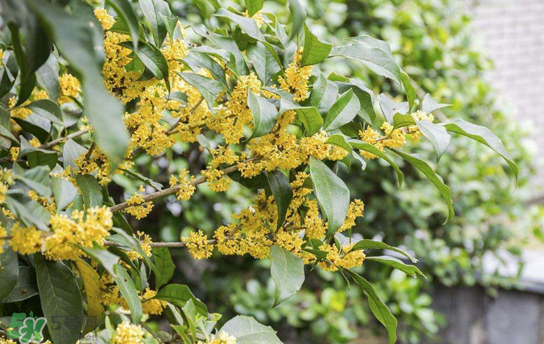 秋天開(kāi)花嗎？秋天的花有哪些？