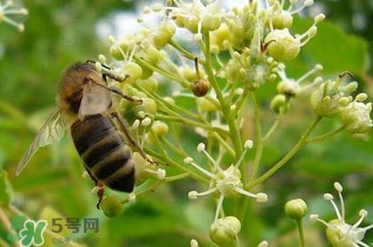 椴樹蜜是什么顏色？椴樹蜜是白色的嗎