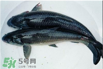 鯇魚(yú)和草魚(yú)哪個(gè)好吃？鯇魚(yú)和草魚(yú)的區(qū)別