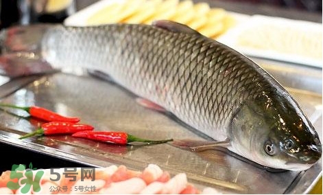 鯇魚(yú)和草魚(yú)哪個(gè)好吃？鯇魚(yú)和草魚(yú)的區(qū)別