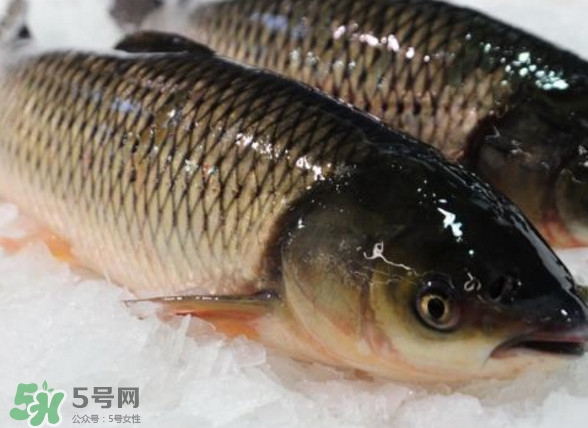 鯇魚是什么魚？鯇魚是怎樣來的