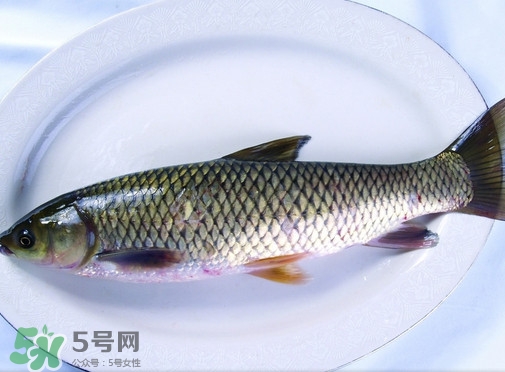 鯇魚是什么魚？鯇魚是怎樣來的