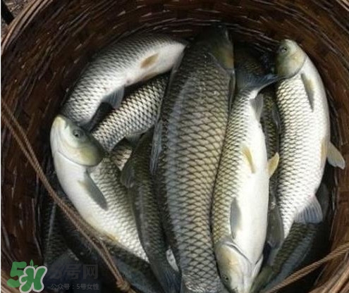 鯇魚(yú)和草魚(yú)哪個(gè)好吃？鯇魚(yú)和草魚(yú)的區(qū)別