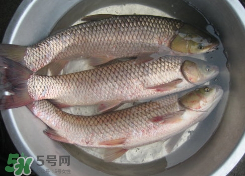 鯇魚是什么魚？鯇魚是怎樣來的