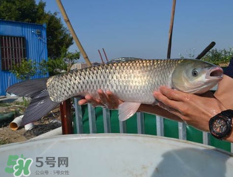 脆肉鯇是什么魚？脆肉鯇口感為什么是脆的