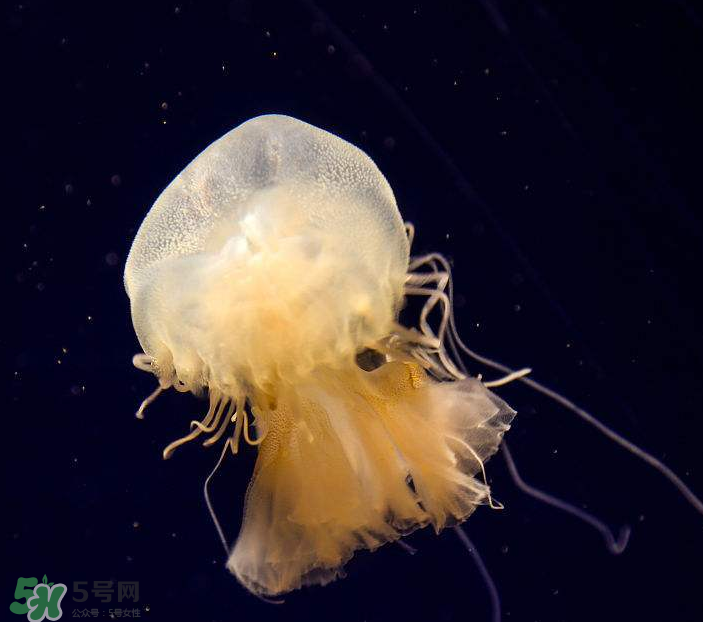 海蜇是生吃嗎？海蜇怎么吃？