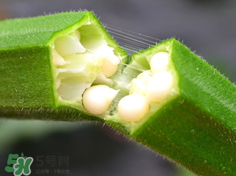 羊角豆是發(fā)物嗎_羊角豆是秋葵嗎