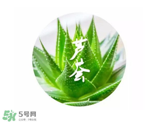 蘆薈膠的醫(yī)療作用有哪些？蘆薈膠的使用方法有哪些？