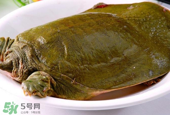 甲魚是熱性還是涼性？甲魚是淡水魚嗎