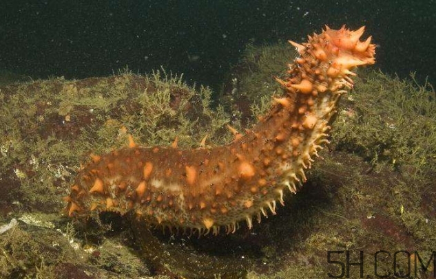 海參是海鮮嗎？海參是動物還是植物？