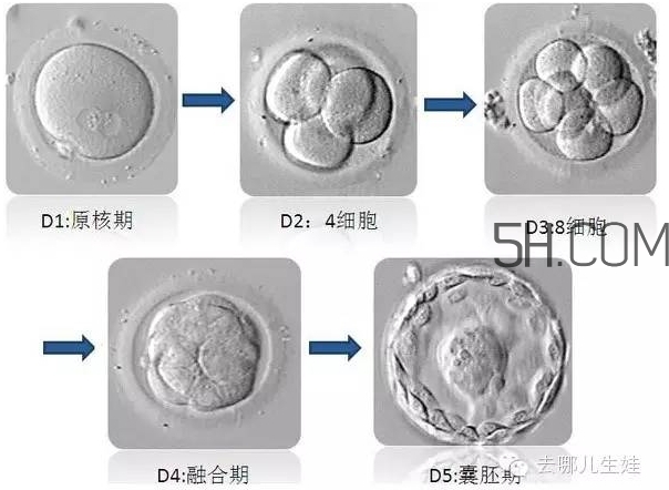 試管嬰兒有什么風(fēng)險？試管嬰兒長大后的弊端