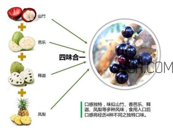 嘉寶果怎么吃？嘉寶果什么時(shí)候種植