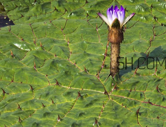 芡實是蓮子嗎？芡實是長在哪里的