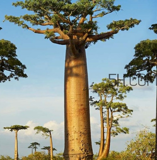 猴面包樹和面包樹是同一種植物嗎？猴面包樹能在北方種植嗎