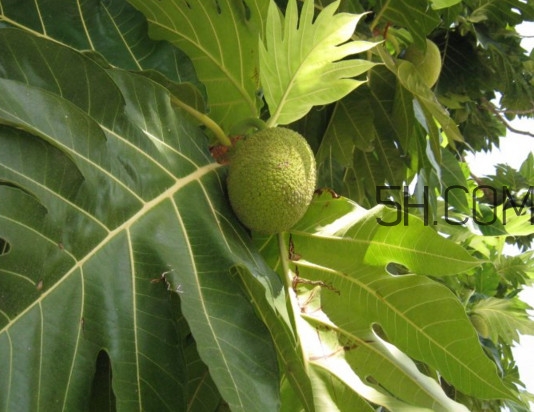 猴面包樹和面包樹是同一種植物嗎？猴面包樹能在北方種植嗎