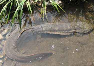 娃娃魚(yú)是卵生還是胎生？娃娃魚(yú)能在陸地上生活嗎