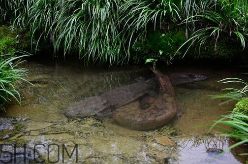 蠑螈是娃娃魚(yú)嗎？蠑螈和娃娃魚(yú)的區(qū)別