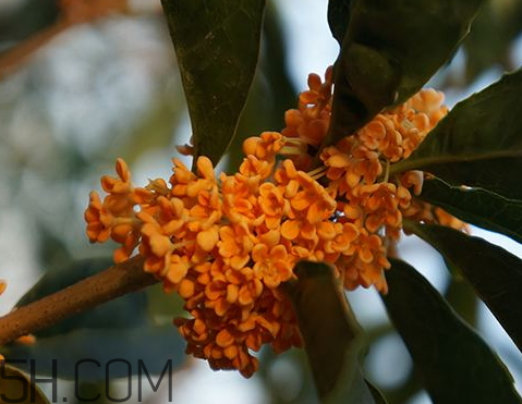 紅桂花能泡酒嗎 紅桂花泡酒的功效與作用