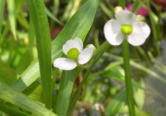 慈菇什么時候種？慈菇什么季節(jié)有