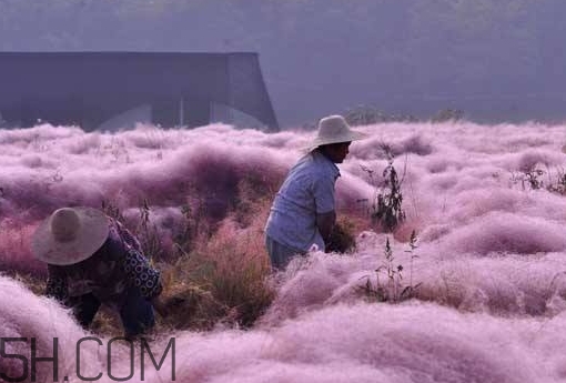 粉黛亂子是什么植物？粉黛亂子草花語