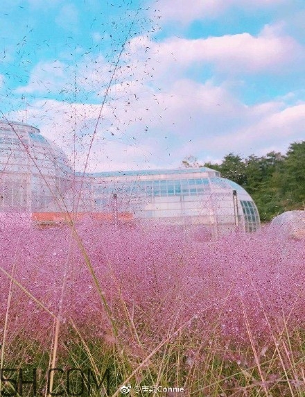 粉黛亂子是什么植物？粉黛亂子草花語