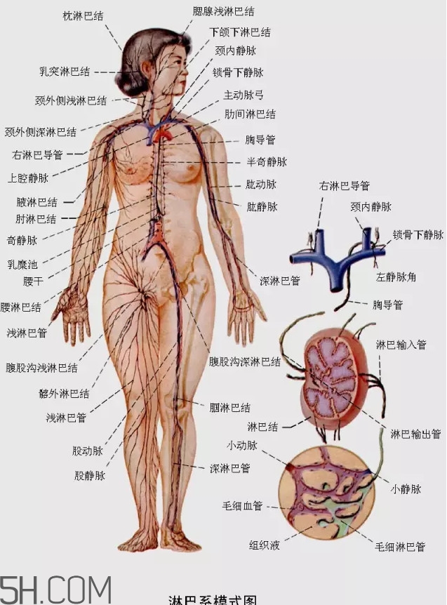 淋巴癌最嚴(yán)重時(shí)會(huì)成什么樣子？淋巴瘤能治好嗎