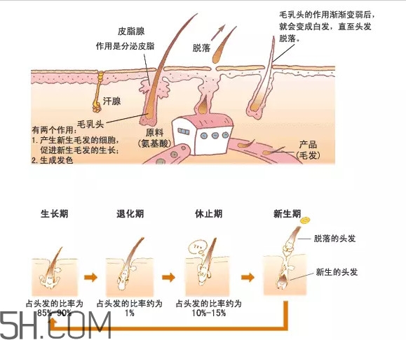 禿頂了還能長出頭發(fā)嗎？禿頂和性欲太強是不是有關(guān)