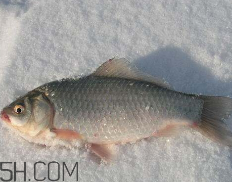 立冬后還好釣魚(yú)嗎 立冬前后釣魚(yú)技巧